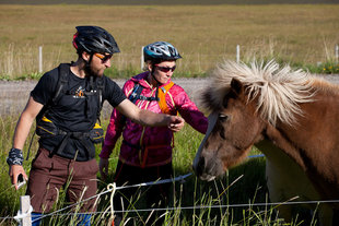 icelandic horses mountain biking iceland.jpg