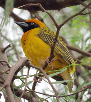 Spectacled Weaver in Lake Manyara National Park - Ralph Pannell