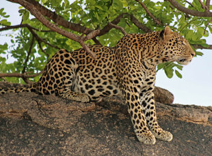 Leopard in Ruaha National Park - Peter Thomas
