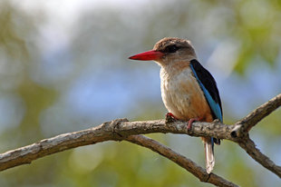 Kingfisher in Ngurdoto Crater, Arusha National Park
