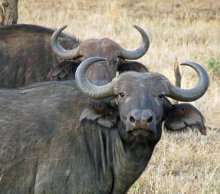 Buffalo in Serengeti National Park - Ralph Pannell