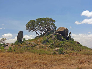 Kpoje in Serengeti National Park - Ralph Pannell