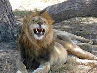 Lion in Serengeti National Park - Ralph Pannell