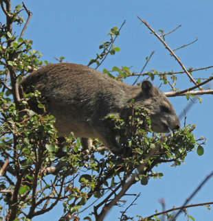 Hyrax in Serengeti National Park - Ralph Pannell