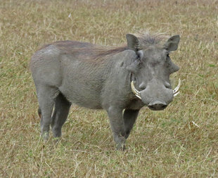 Warthog in Serengeti National Park - Ralph Pannell