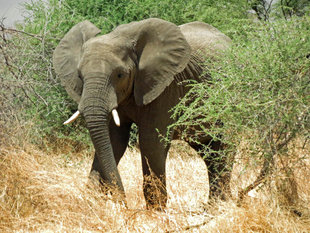 Elephant in Tanzania - Ralph Pannell