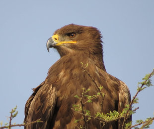Steppe Eagle in Serengeti National Park - Howard & Sarah Bruce