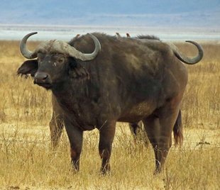 Buffalo in Ngorongoro Crater National Park - Ralph Pannell