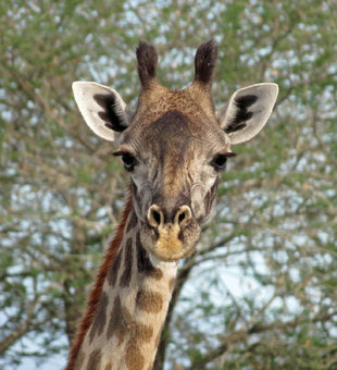 Giraffe in Selous Game Reserve - Ralph Pannell