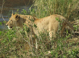 Lion in Tanzania - Ralph Pannell