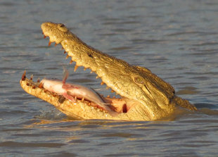 Crocodile Capturing a Fish in on of the Selous Game Reserve's many small lakes - Ralph Pannell