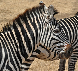 Zebra in Tanzania - Richard Sainsbury