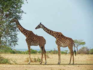 Giraffes in Tanzania - Ralph Pannell