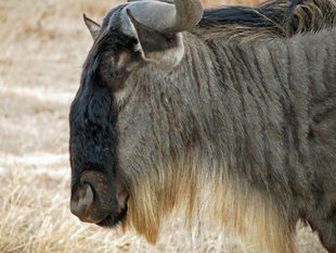 Wildebeest in Tanzania - Ralph Pannell