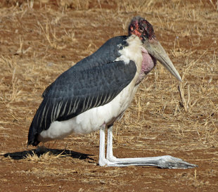 Marabou Stork - Ralph Pannell