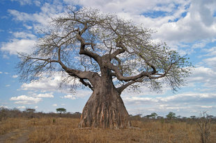 Baobab Tree in Ruaha National Park - Ralph Pannell