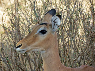 Gazelle in Tanzania - Ralph Pannell