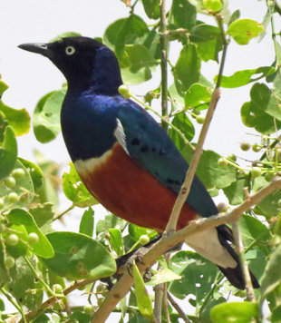 Superb Starling - Ralph Pannell