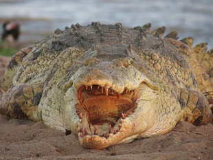 Crocodile in Southern Tanzania - Ralph Pannell