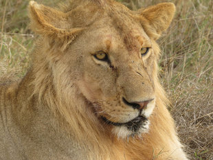 Lion in Southern Tanzania - Howard & Sarah Bruce