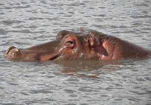 Hippo in Tanzania - Ralph Pannell