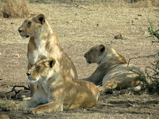 Pride of Lions in Tanzania - Ralph Pannell