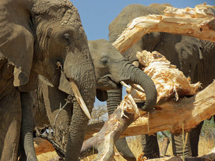Elephants eating a Giant Baobab tree they have felled in Tarangire National Park - Ralph Pannell
