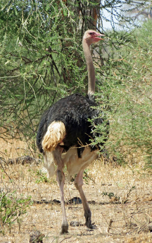 Ostrich in Tarangire National Park - Ralph Pannell