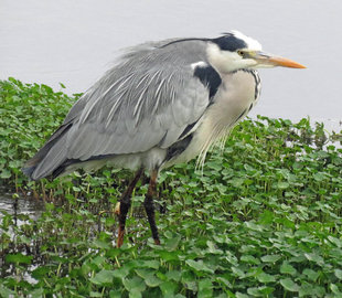 Heron in Tanzania - Ralph Pannell