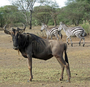 Wildebeest in Tanzania - Ralph Pannell