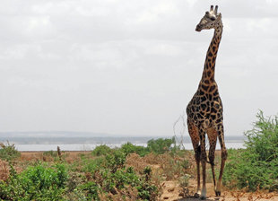 Giraffe in Lake Manyara - Ralph Pannell