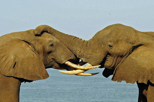 Elephants in Tanzania