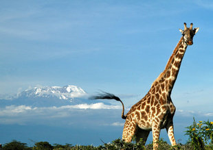 Giraffe in Arusha National Park