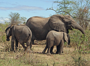 Elephants in Tanzania - Ralph Pannell