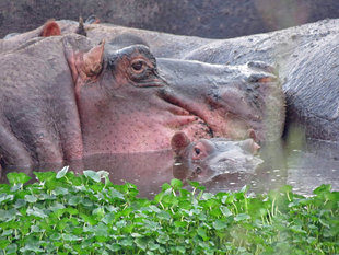Hippo in Tanzania - Ralph Pannell