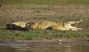 Crocodile in Tanzania - Ralph Pannell