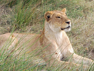 Lion in Tanzania - Howard & Sarah Bruce