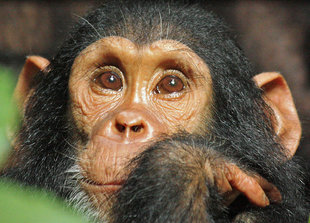 Chimpanzee in rainforests of Tanzania's Mahale Mountains National PArk