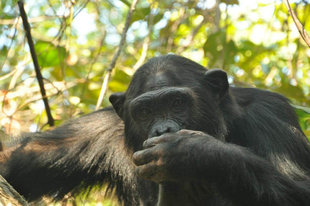 Chimpanzee in the Mahale Mountains Rainforest
