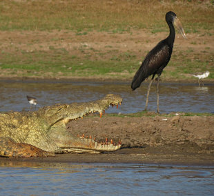 Nile Crocodile in Tanzania - Ralph Pannell