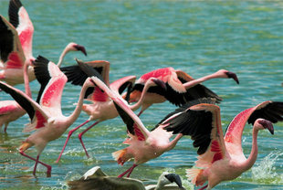 Flamingos in Momela Lakes