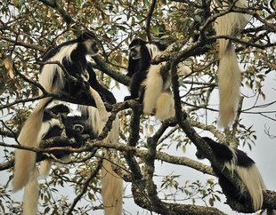Black & White Colobus Monkeys in Mount Meru Rainforests in Tanzania's Arusha National Park