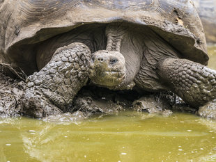 giant-tortoise-galapagos-wildlife-dr-simon-pierce-aqua-firms.jpg