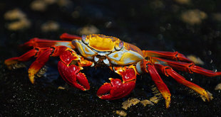 Sally-Footed-Crab-Dani-Winston-Galapagos-marine-life.jpg