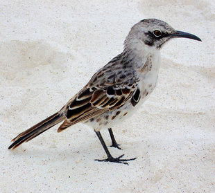 Mockingbird-galapagos-birdlife-wildlife-yacht-diving-sailing.JPG