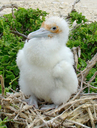 Frigate-Bird-Chick-galapagos-wildlife-marine-life-safari.jpg