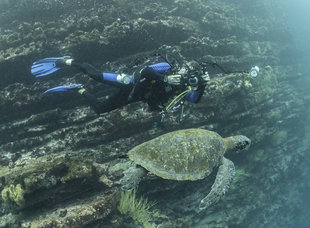 diver-turtle-photography-galapagos-marine-life-dr-simon-pierce.jpg