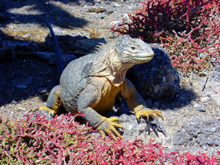 lan-iguana-plaza-sur-galapagos-wildlife-yacht-safari.jpg