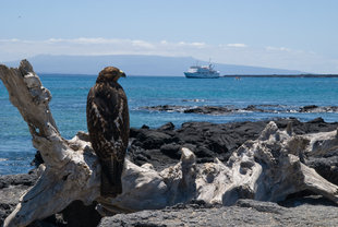 galapagos-yacht-safari-wildlife-marine-life.jpg