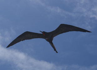 frigate-bird-galapagos-wildlife-yacht-safari.jpg